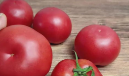 番茄小视频,轻松解锁生活小技巧